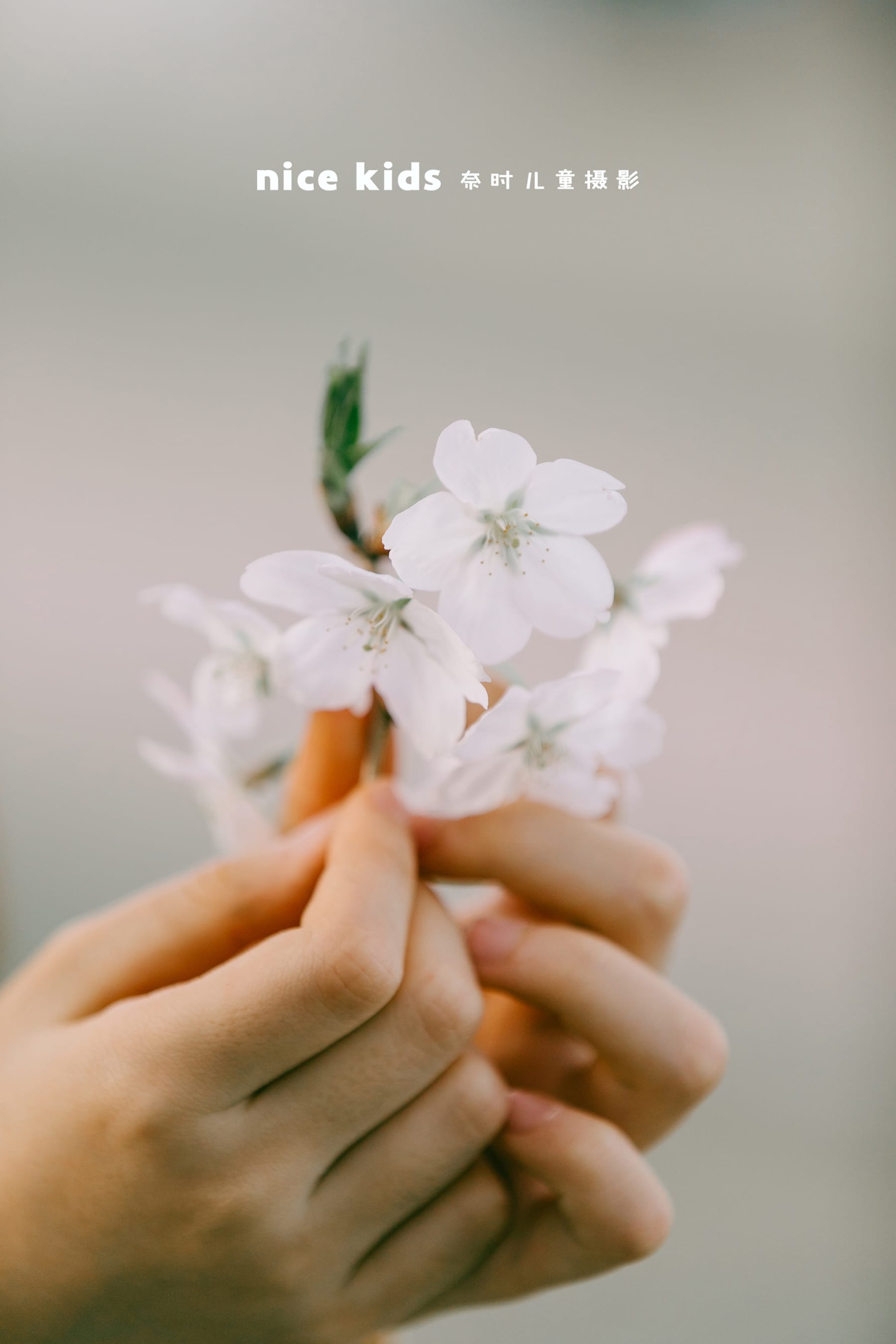 樱花女孩 苏州奈时儿童摄影