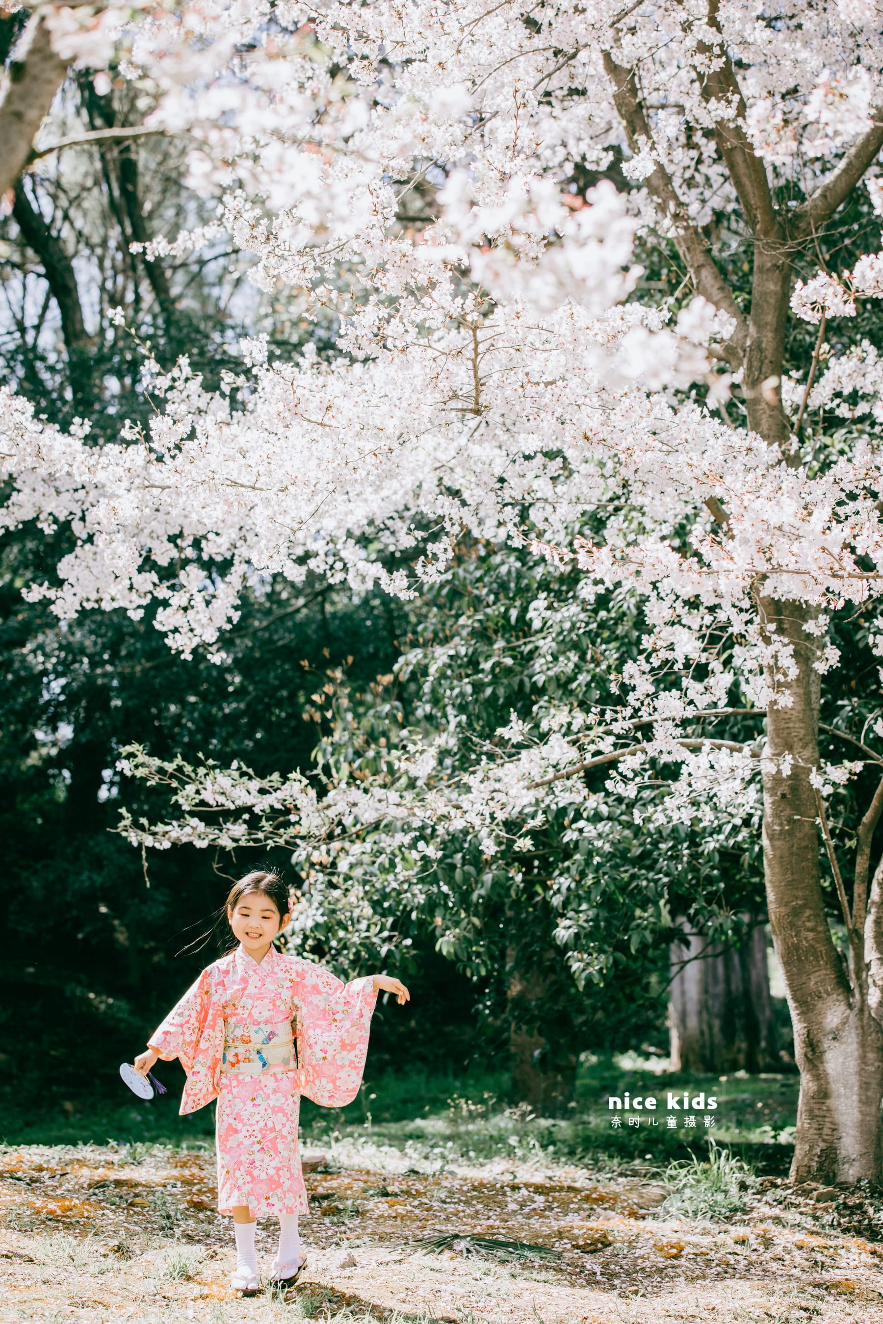 如此浪漫の樱花 苏州NICEKIDS奈时儿童摄影