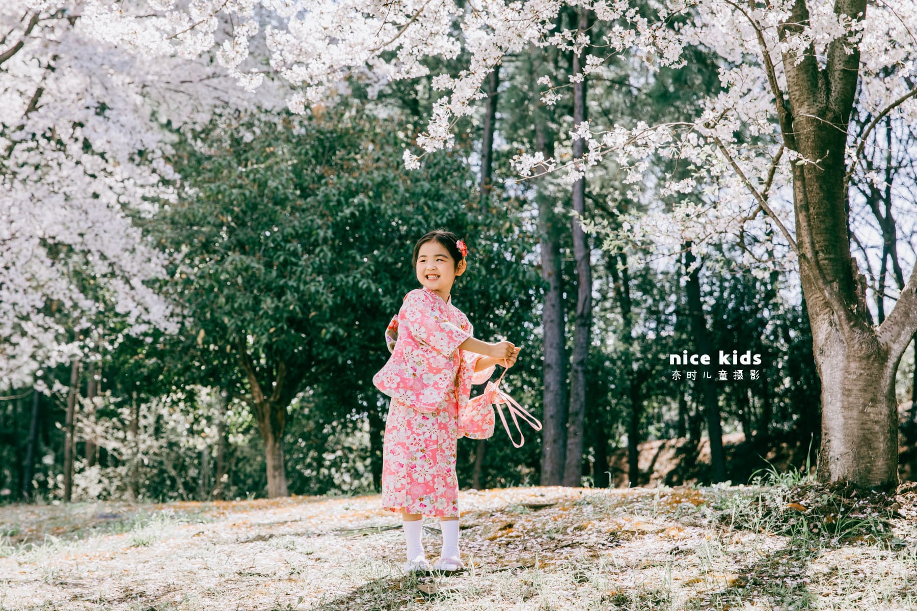 如此浪漫の樱花 苏州NICEKIDS奈时儿童摄影
