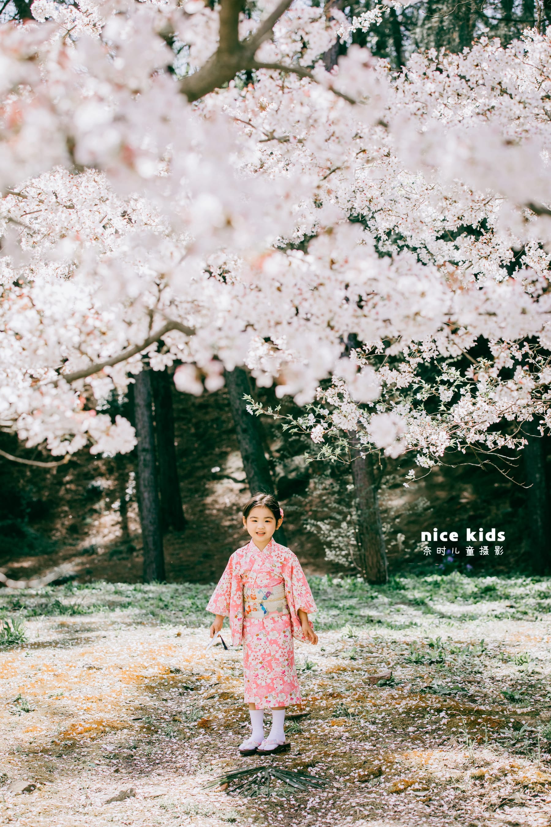 如此浪漫の樱花 苏州NICEKIDS奈时儿童摄影