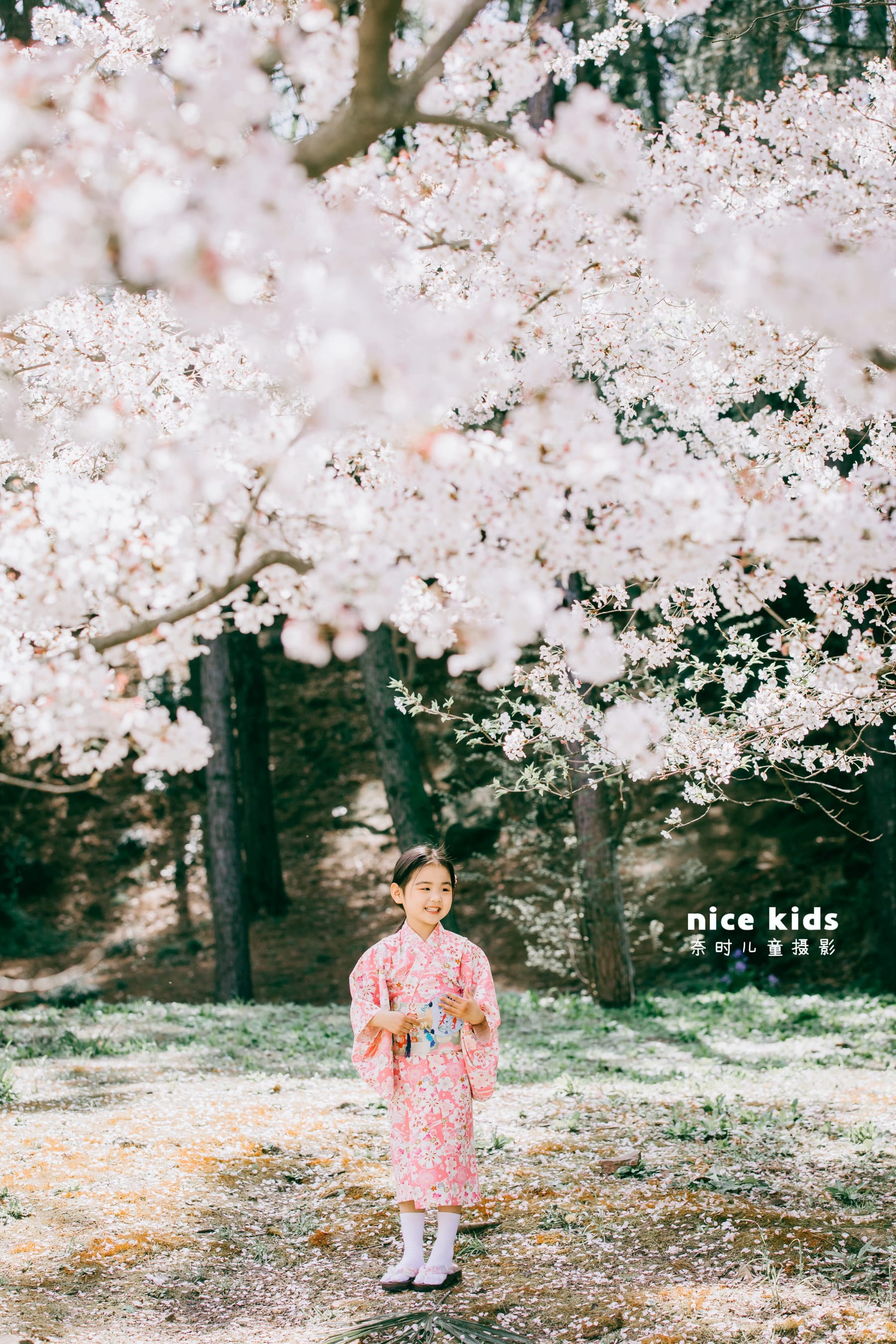 如此浪漫の樱花 苏州NICEKIDS奈时儿童摄影